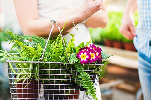 Grocery basket full of plants