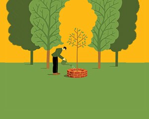 person watering a tree