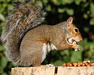Photo of a squirrel eating a pile of nuts