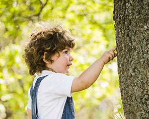 Photo of a small boy touching the bark of a tree