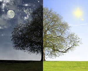 Foto de un árbol con luz diurna por un lado y noche por el otro