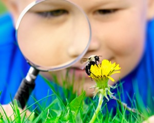 Niño pequeño mirando una abejorro a través de la lupa