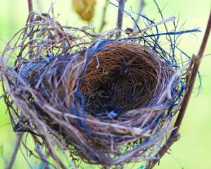  Close-up photo of an empty bird nest in a tree
