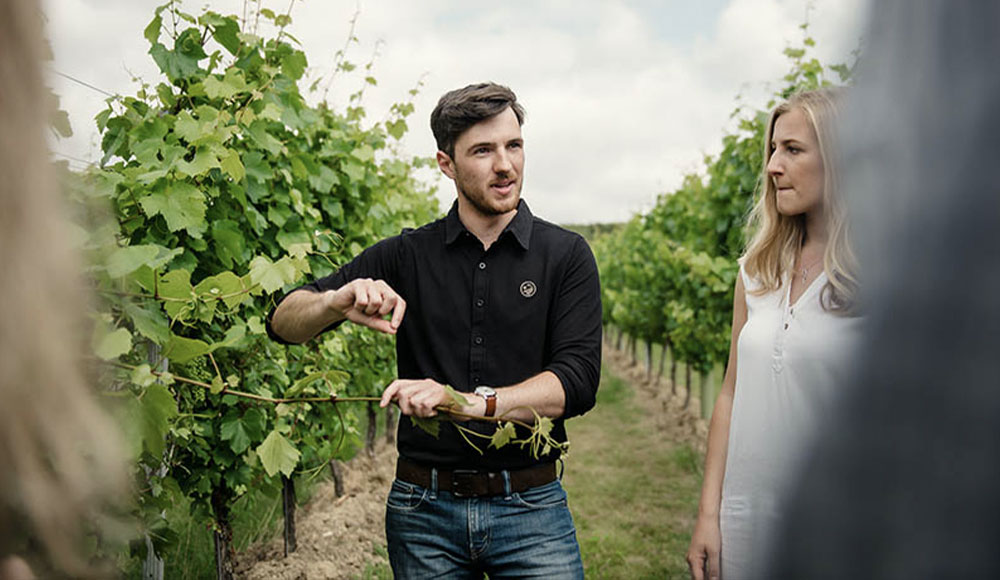 Tour of Gusbourne Estate wine harvest