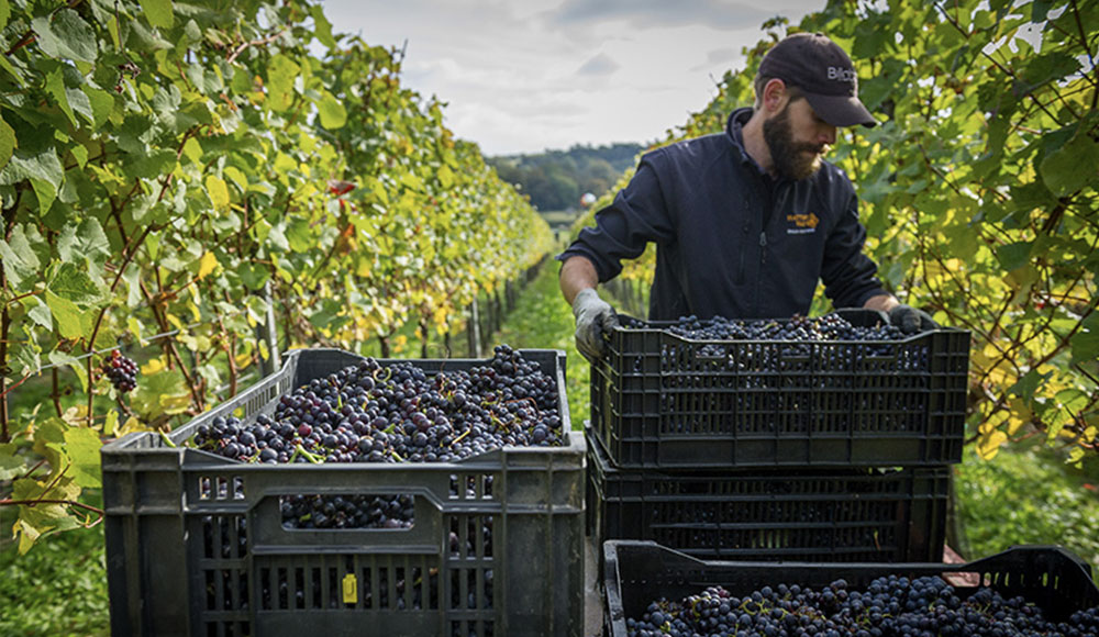Employee harvesting grapes at Hattingley Valley wines