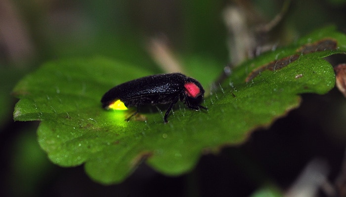 firefly at dusk on a leaf