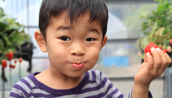Child eating a strawberry
