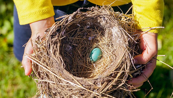 Birds Nest